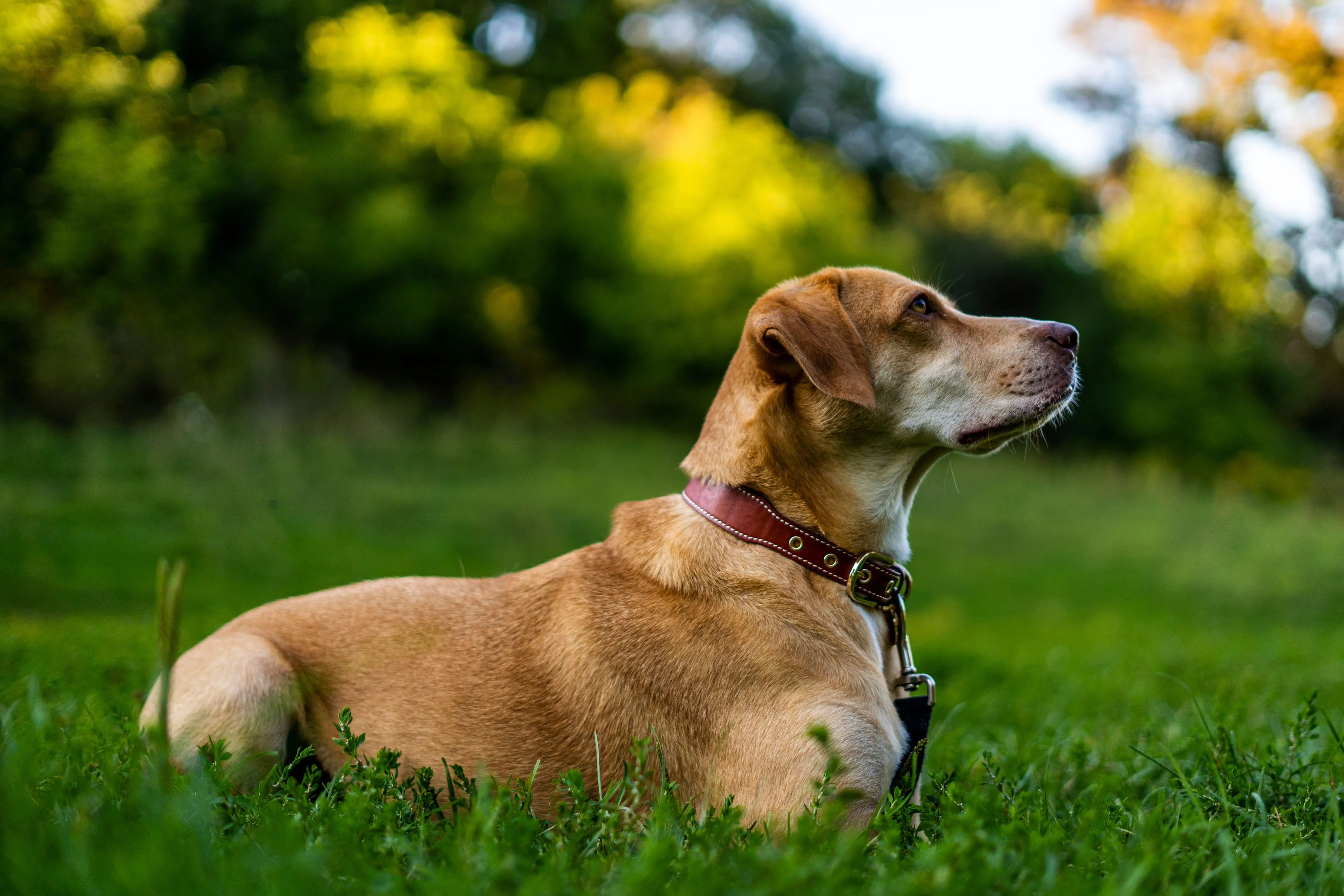 AirTag Leather Collar - Style A