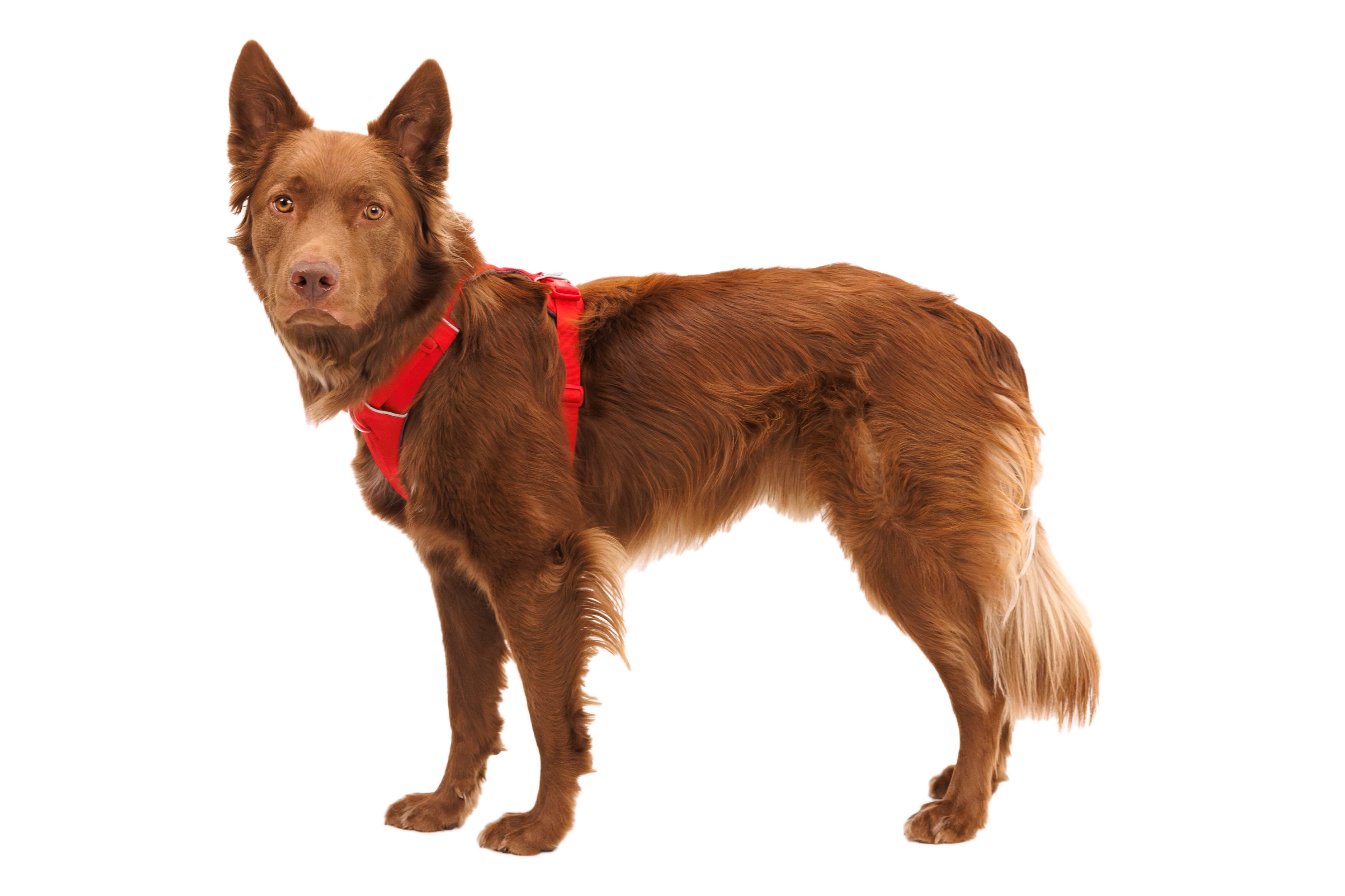 Front Range® Dog Harness