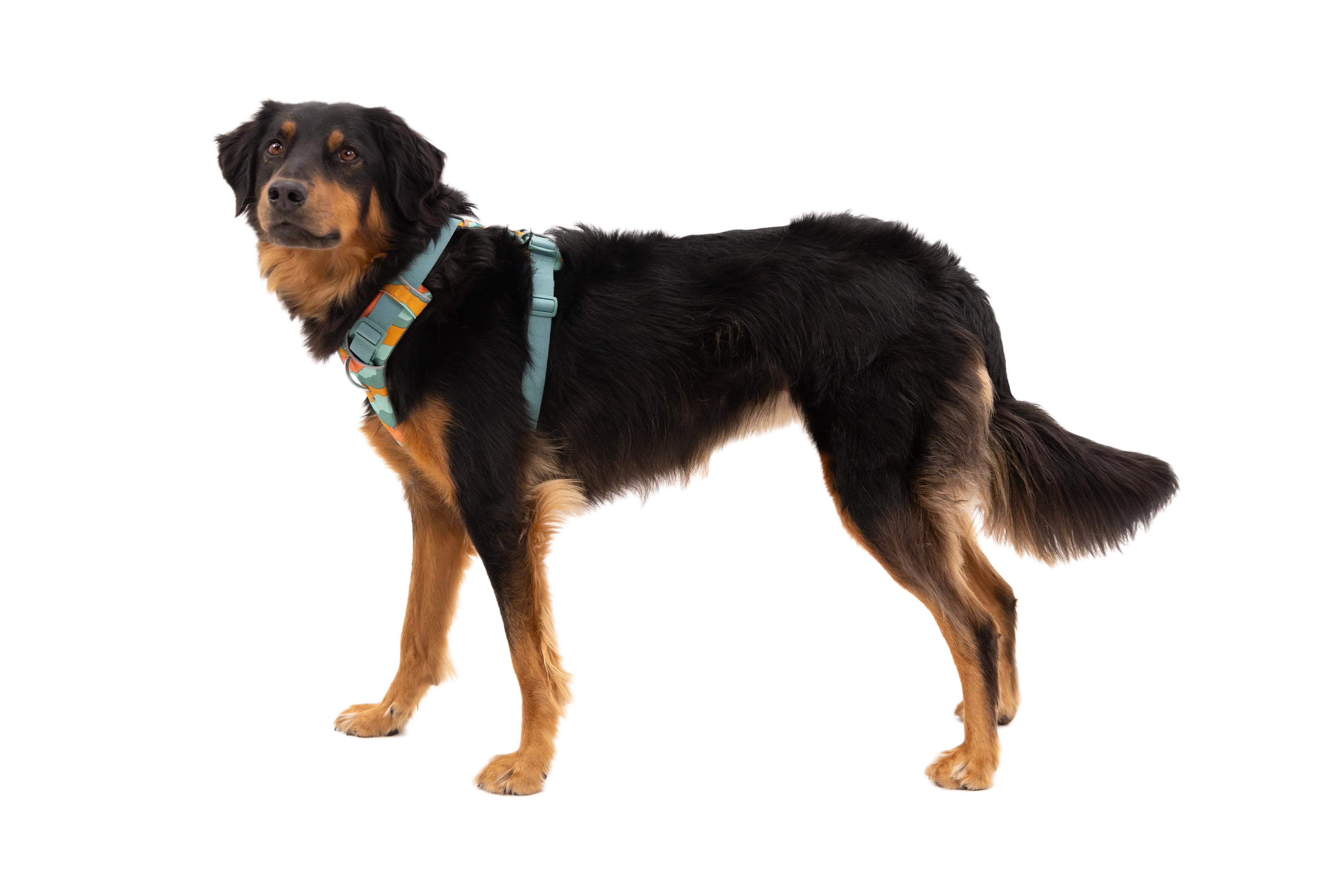 Front Range® Dog Harness