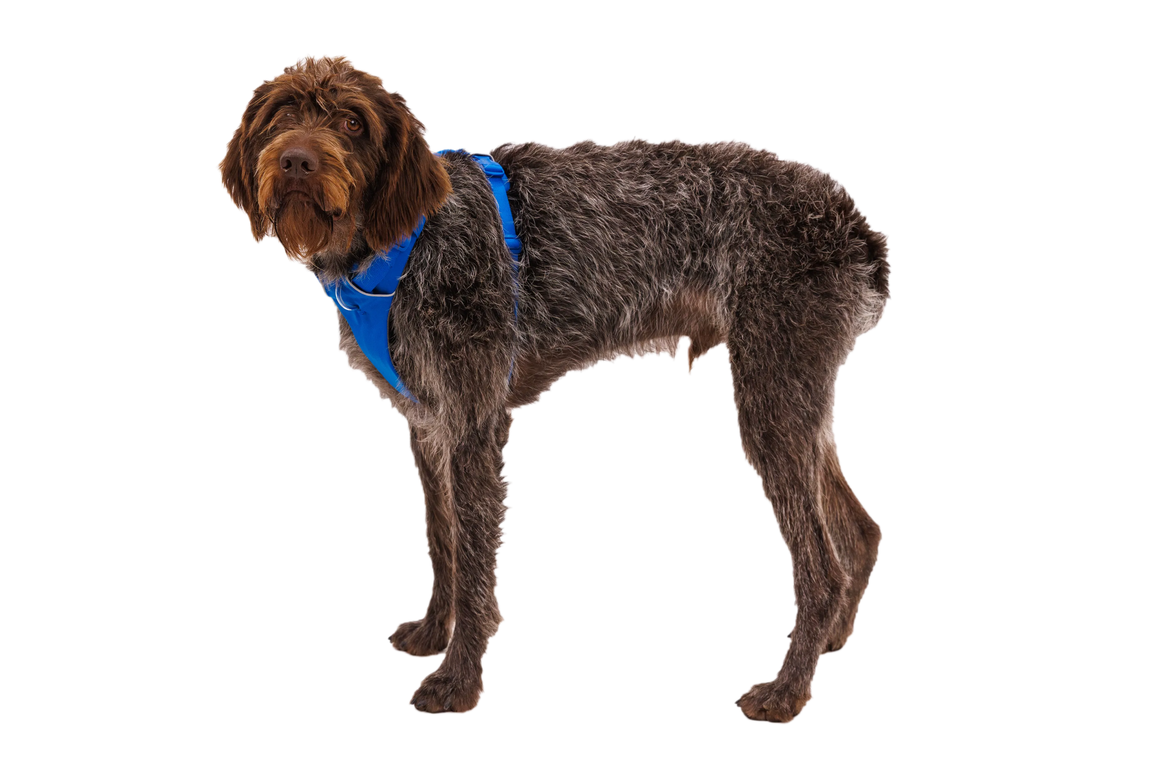 Front Range® Dog Harness