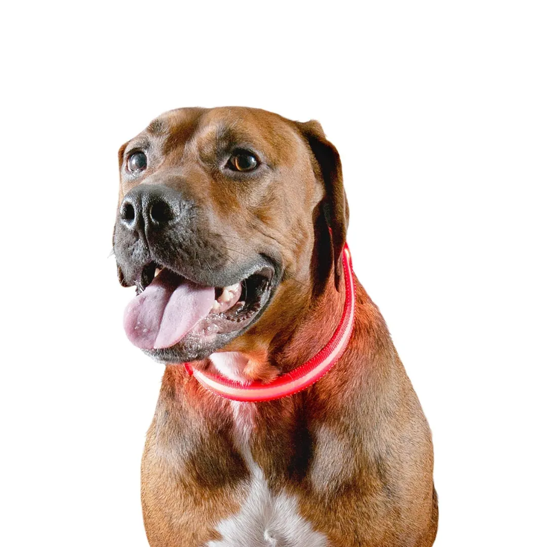 Furhaven LED Safety Light-Up Red Dog Collar