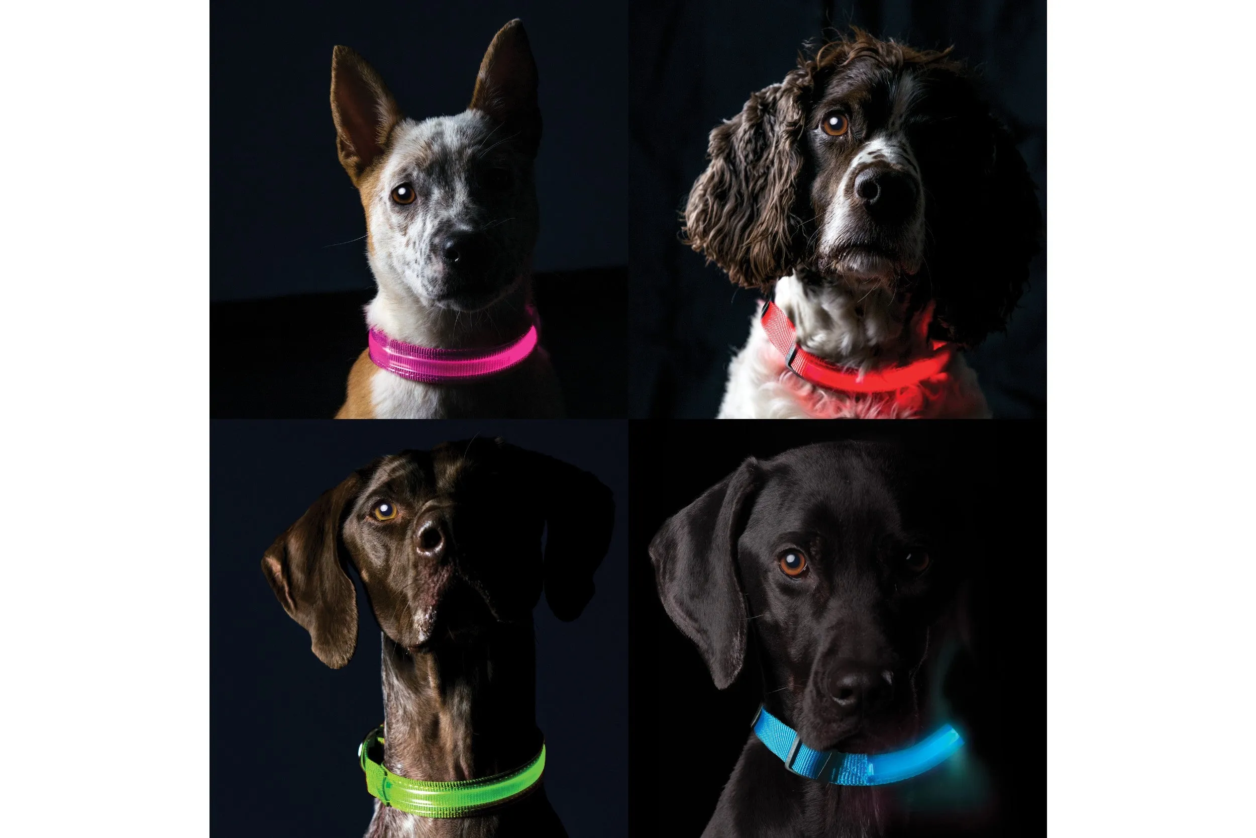 LED Safety Light-Up Dog Collar