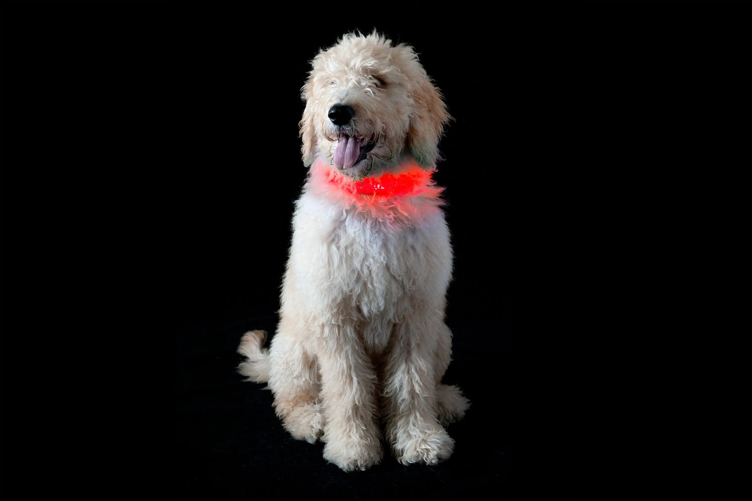 LED Safety Light-Up Dog Collar