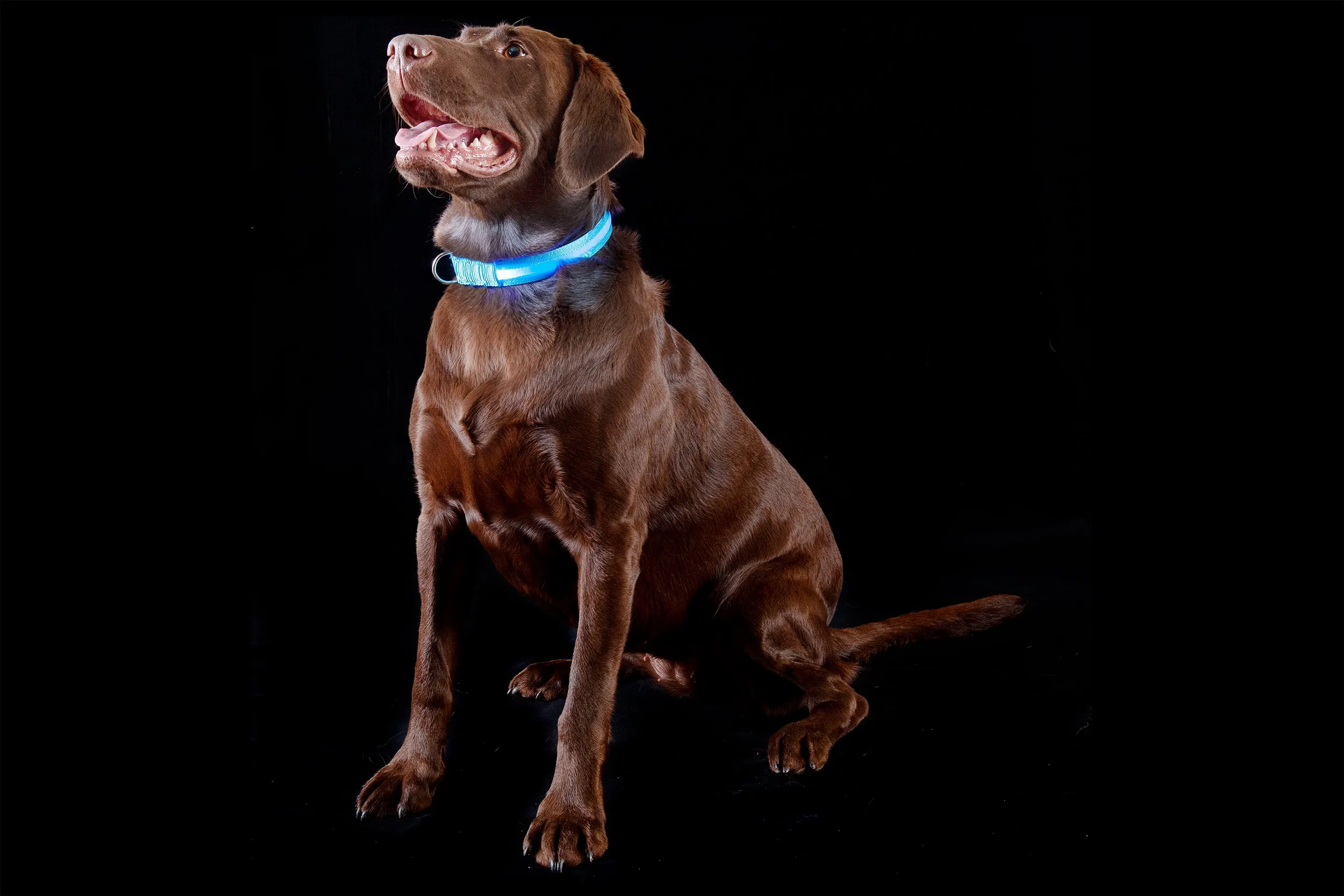 LED Safety Light-Up Dog Collar