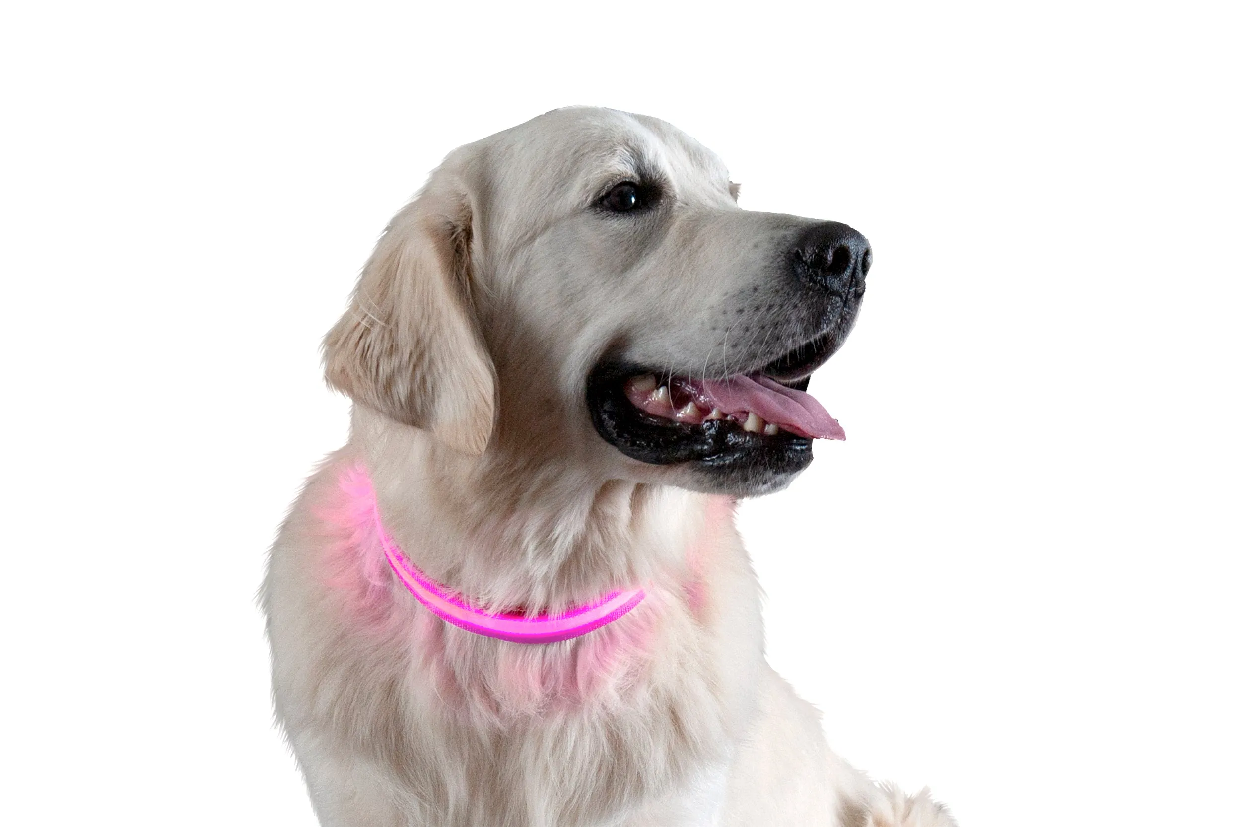 LED Safety Light-Up Dog Collar