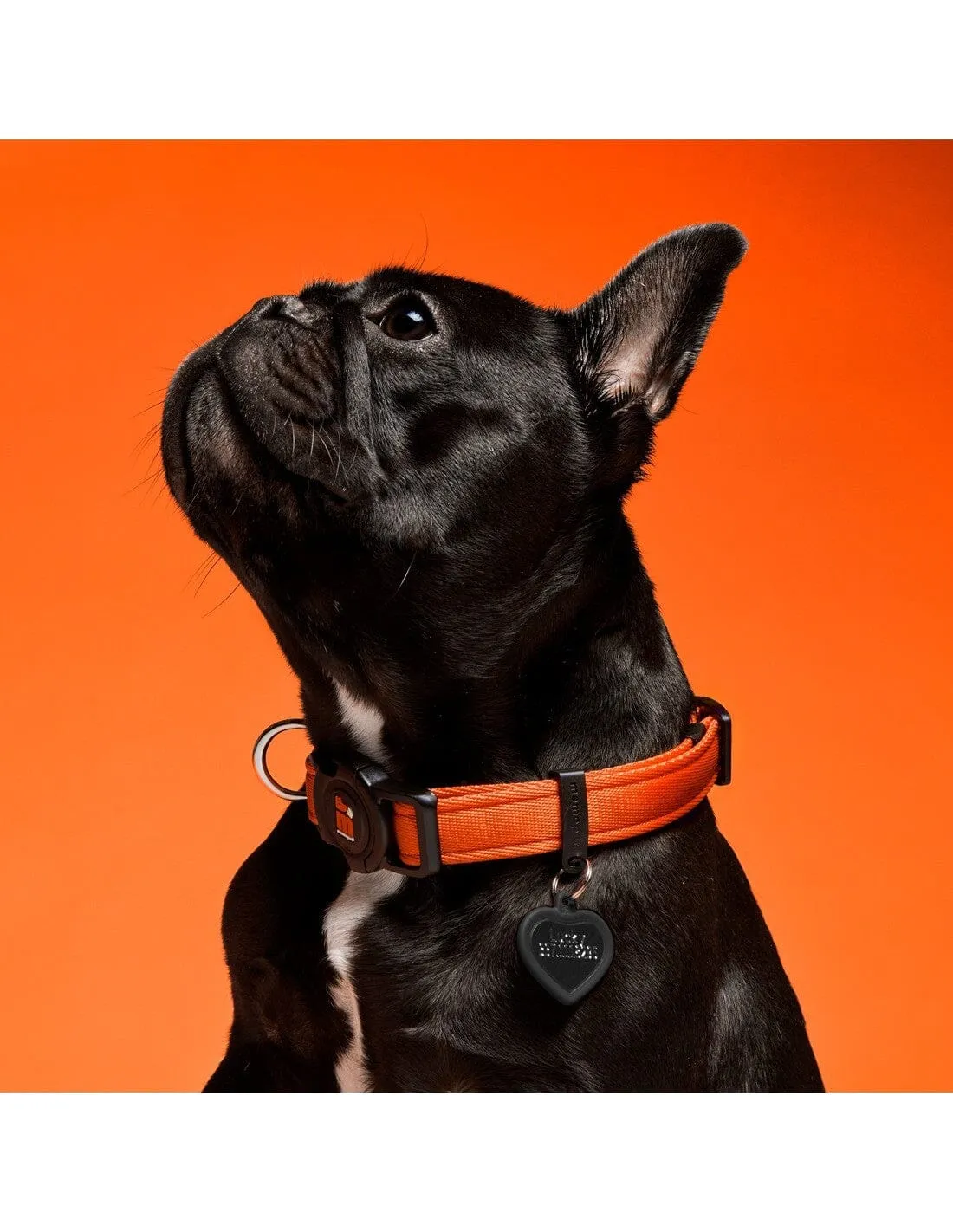 Memopet Dog Collar With Activity Tracking Device and Digital ID (Not a GPS Tracker)