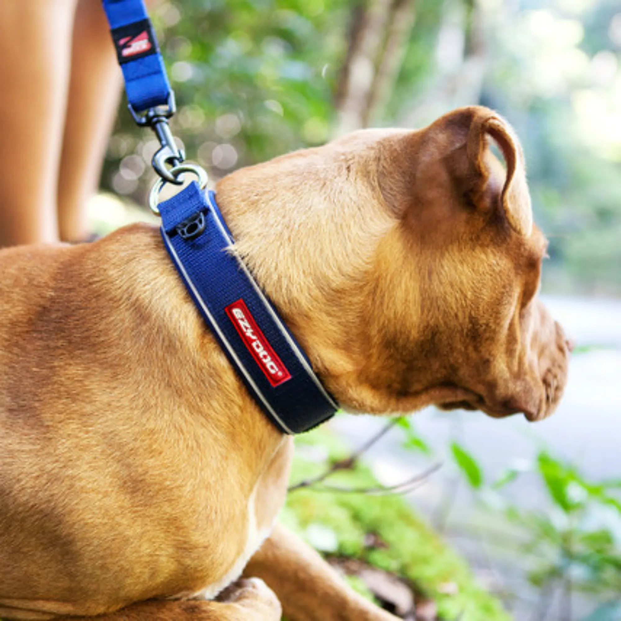 Neo Classic Dog Collar