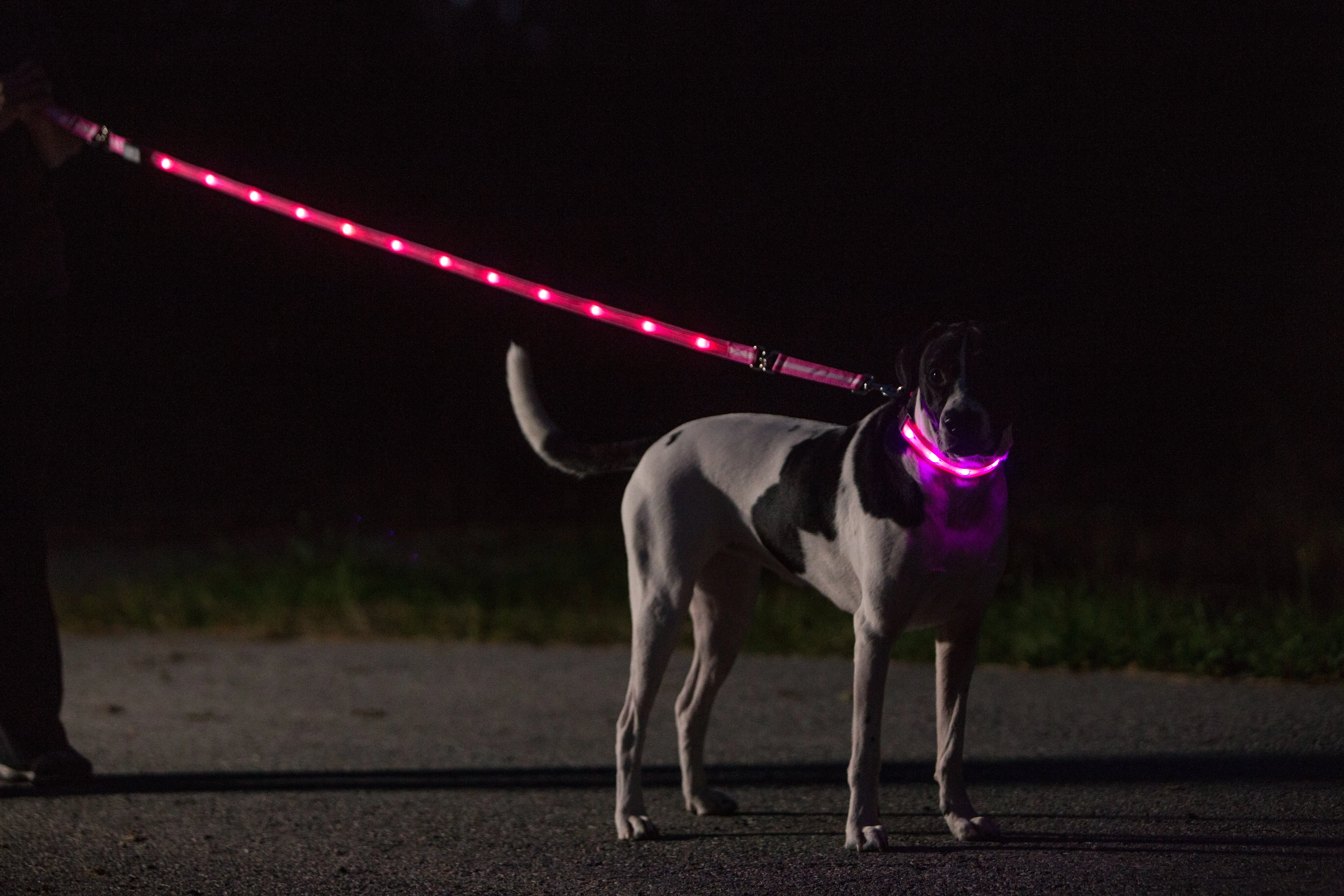 Nite Beams LED Lighted Dog Leash