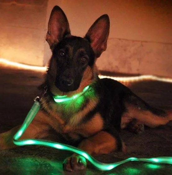 Nite Beams LED Lighted Dog Leash