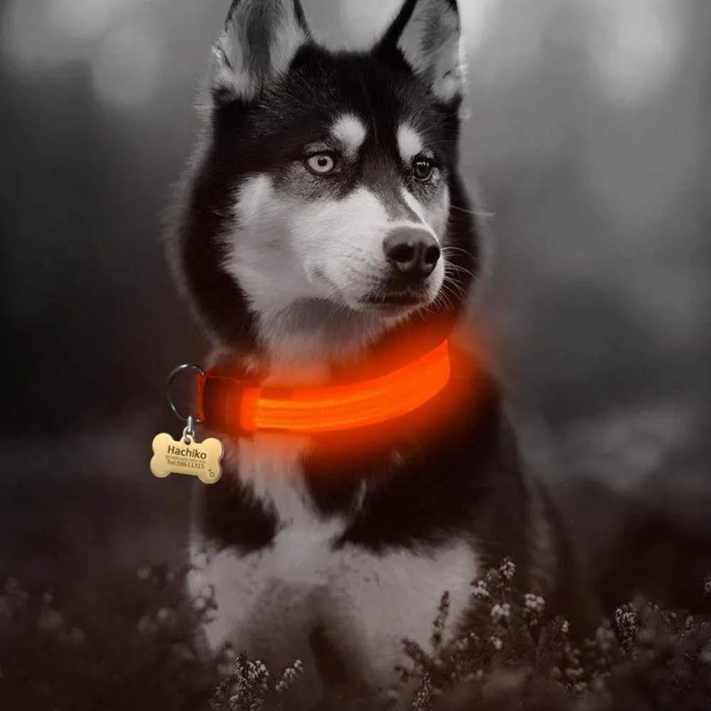 Nylon LED Dog Collar - 5 Pieces Set