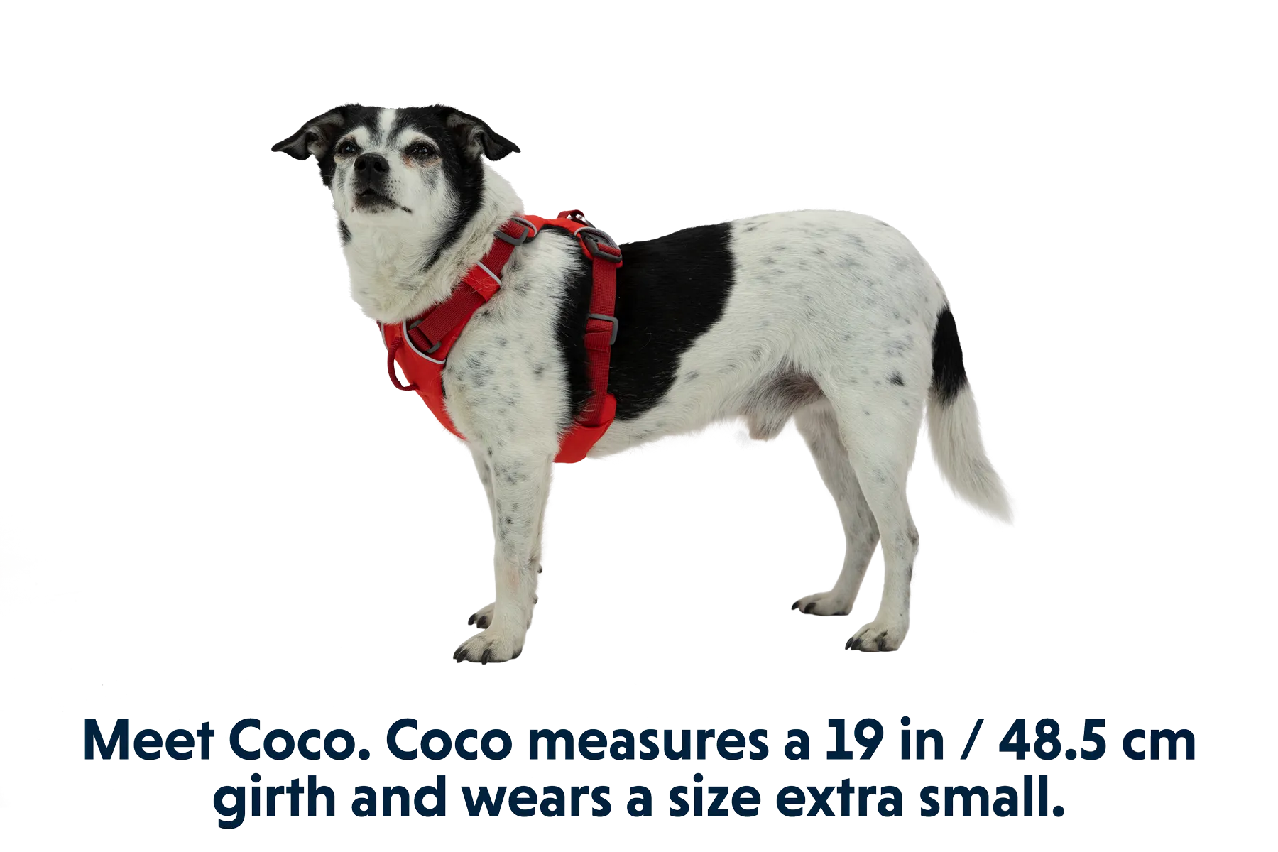 RP - Front Range® Dog Harness