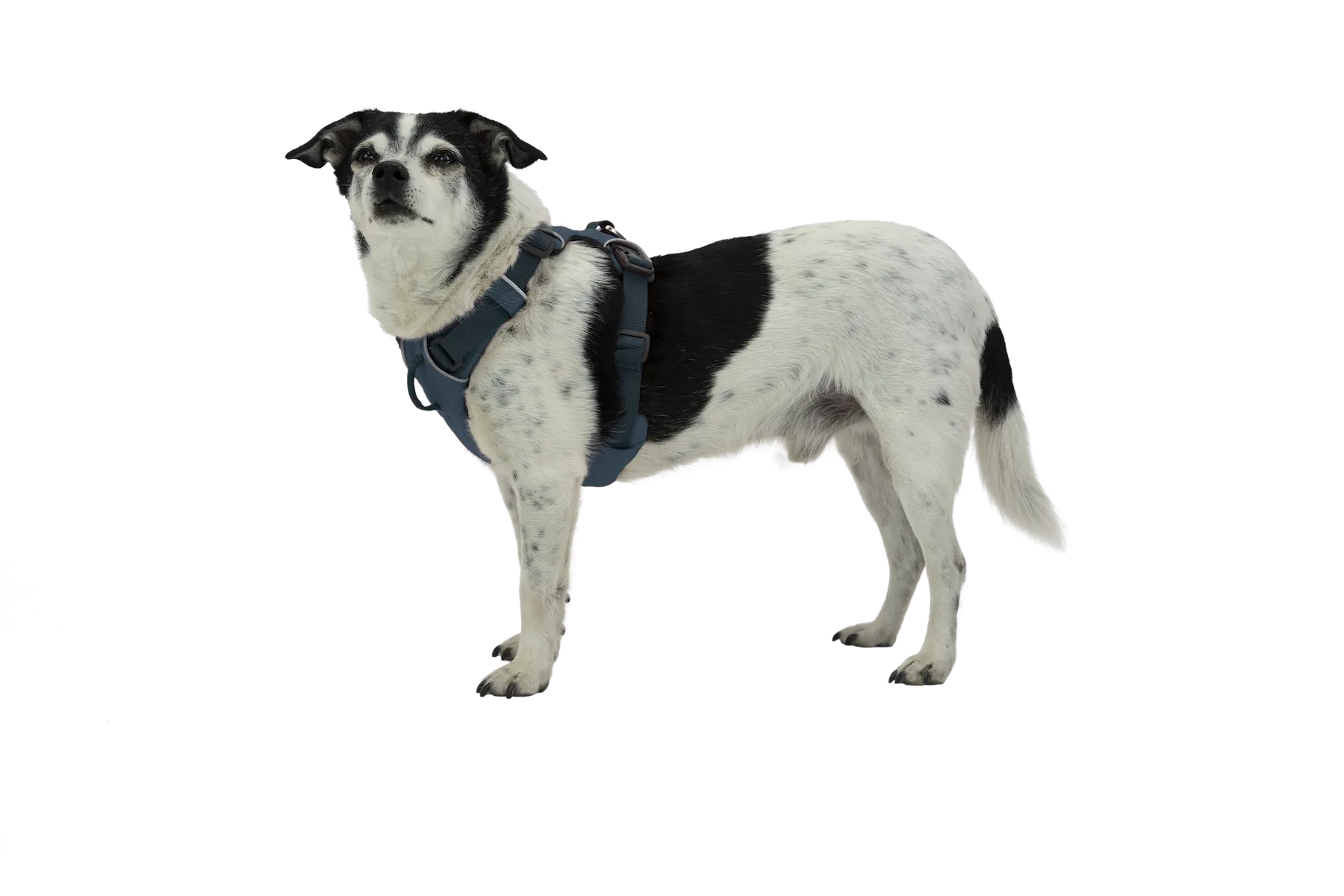 RP - Front Range® Dog Harness