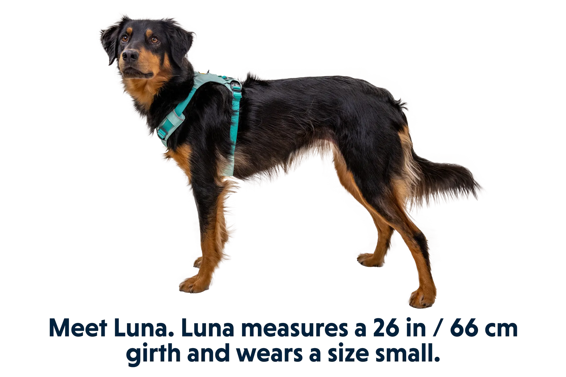 RP - Hi & Light™ Lightweight Dog Harness