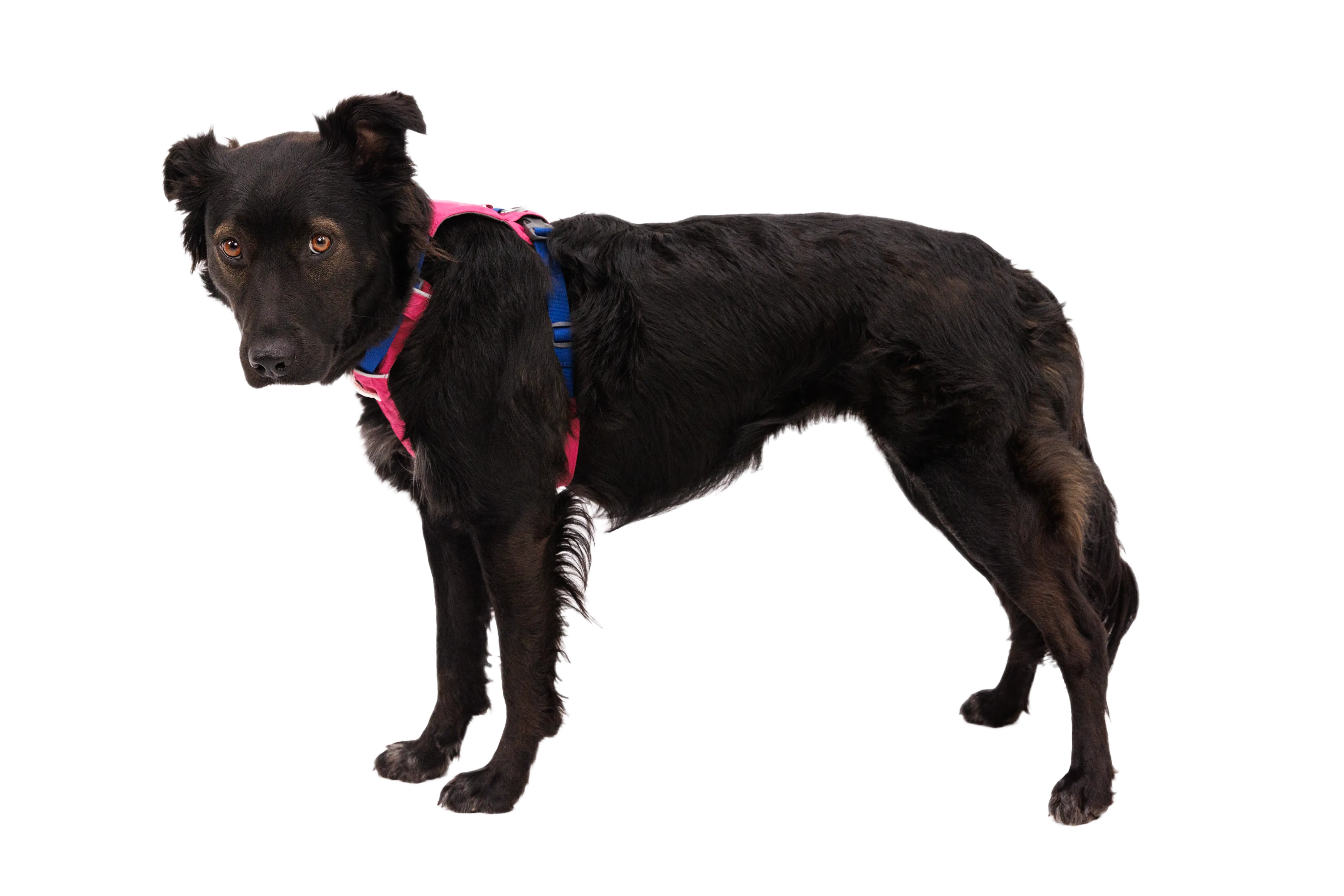 RP - Hi & Light™ Lightweight Dog Harness