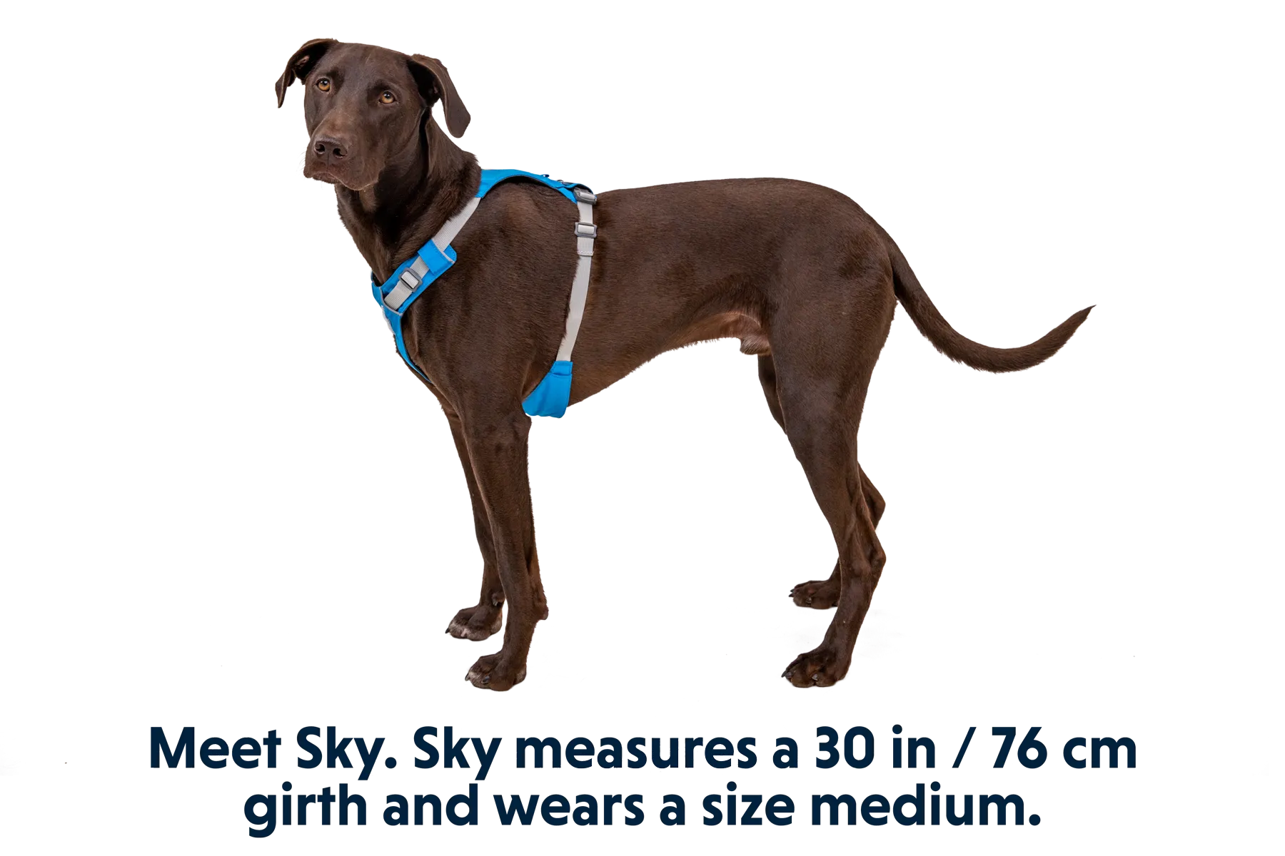 RP - Hi & Light™ Lightweight Dog Harness