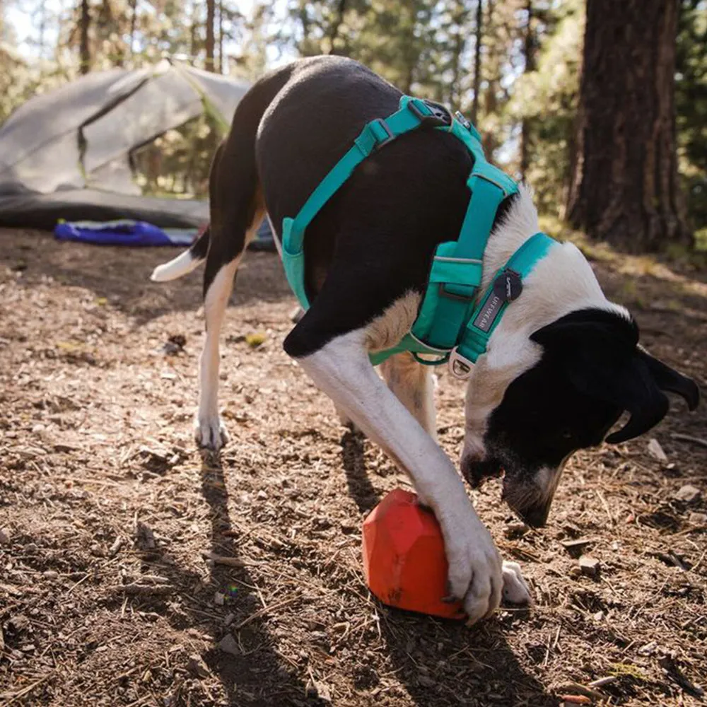 Ruffwear Front Range Dog Harness- Aurora Teal